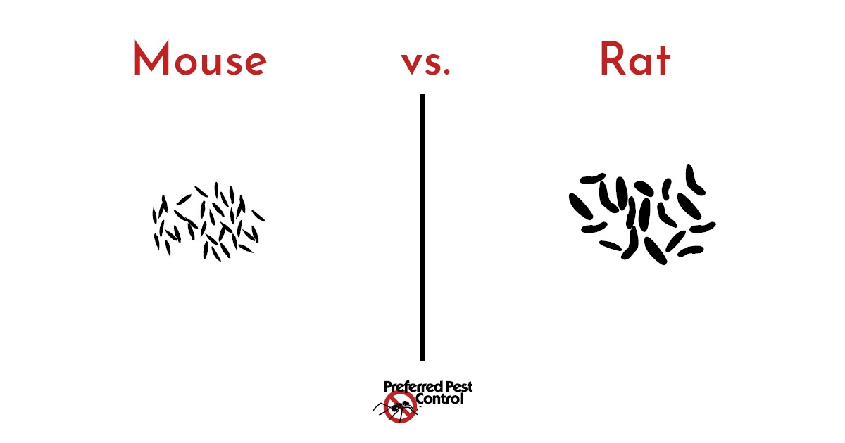 mice droppings vs rat droppings. difference between mice and rat poop.